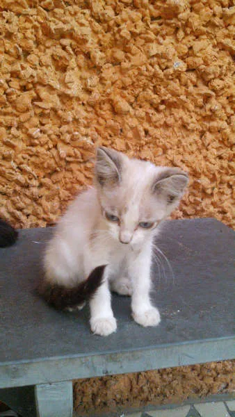 Gato ra a SRD idade 2 a 6 meses nome Gatinhos & Gatinhas