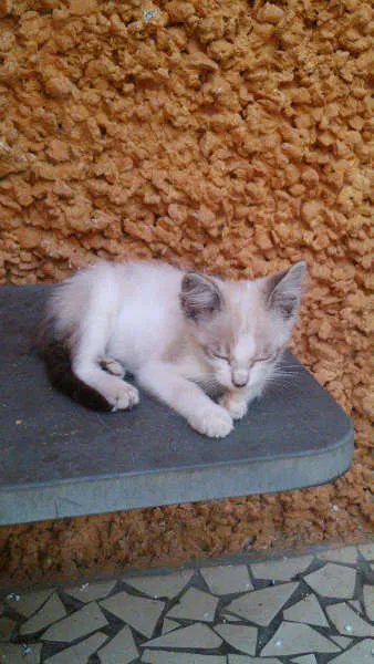 Gato ra a SRD idade 2 a 6 meses nome Gatinhos & Gatinhas