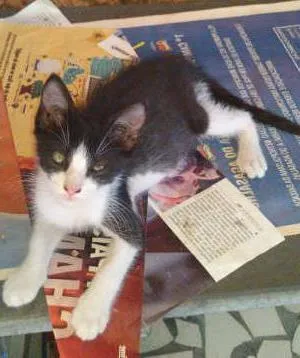 Gato raça SRD idade 2 a 6 meses nome Gatinhos & Gatinhas