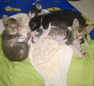 Gato raça SRD idade 2 a 6 meses nome ainda não tem nome