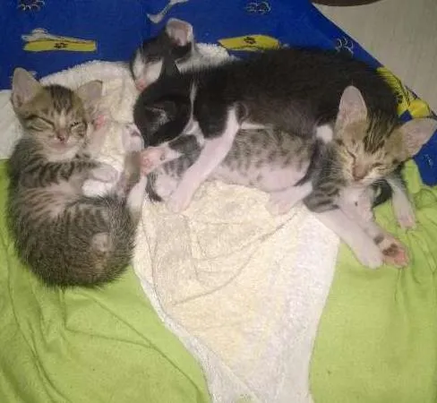 Gato ra a SRD idade 2 a 6 meses nome ainda não tem nome