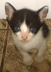 Gato ra a vira lata idade 2 a 6 meses nome Gatinhos