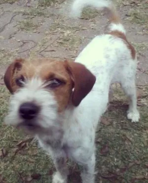 Cachorro raça SRD idade 1 ano nome Bambam