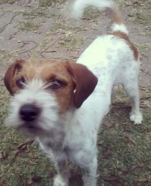 Cachorro ra a SRD idade 1 ano nome Bambam