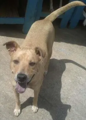 Cachorro raça SRD idade 4 anos nome Nick