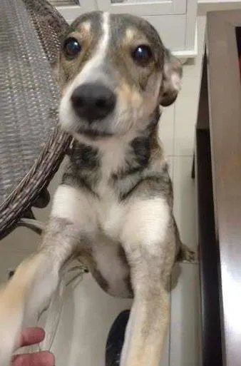 Cachorro ra a  idade 1 ano nome Magrelo