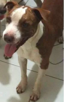 Cachorro raça Pit-Bull idade 2 anos nome Lugano