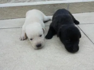 Cachorro raça Labrador idade Abaixo de 2 meses nome sem nome