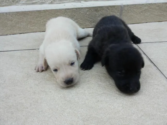 Cachorro ra a Labrador idade Abaixo de 2 meses nome sem nome