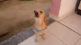 Faísca