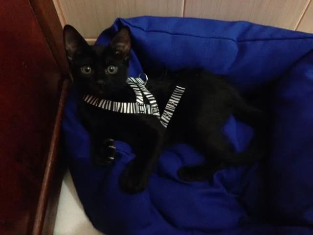 Gato ra a Vira lata idade Abaixo de 2 meses nome Mojito