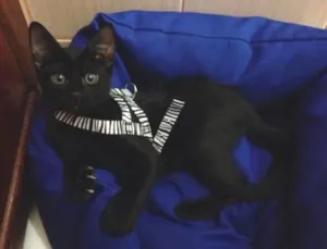 Gato raça Vira lata idade Abaixo de 2 meses nome Mojito