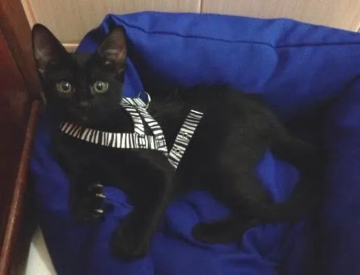 Gato ra a Vira lata idade Abaixo de 2 meses nome Mojito