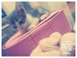 Gato ra a Comum idade 2 a 6 meses nome Mikey,MiNie,Princes