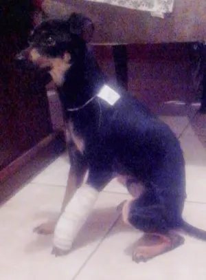 Cachorro raça SRD idade 1 ano nome JHONY
