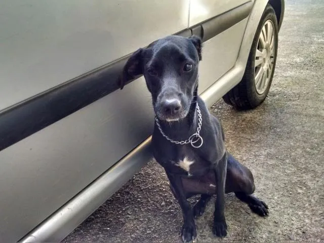 Cachorro ra a  idade 7 a 11 meses nome cachorra filhote po