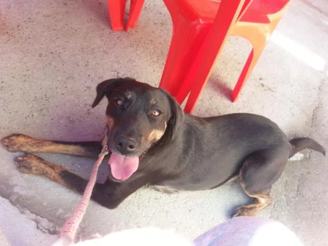 Cachorro ra a rottweiler tem semelhança idade 3 anos nome mira