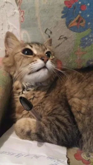Gato raça persa idade 6 ou mais anos nome tequila