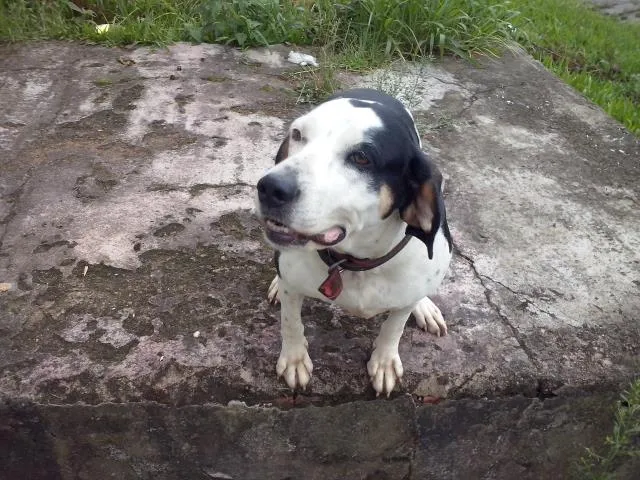 Cachorro ra a idade nome Djuli