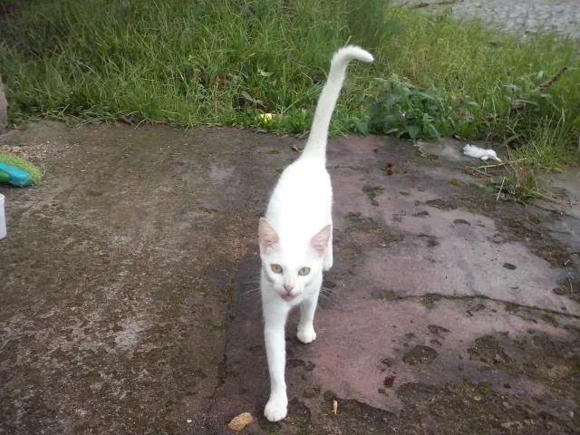 Gato ra a idade nome mimi