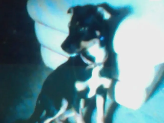 Cachorro ra a srd idade 2 a 6 meses nome ranna
