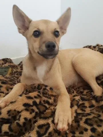 Cachorro ra a indefinida idade 2 a 6 meses nome mel