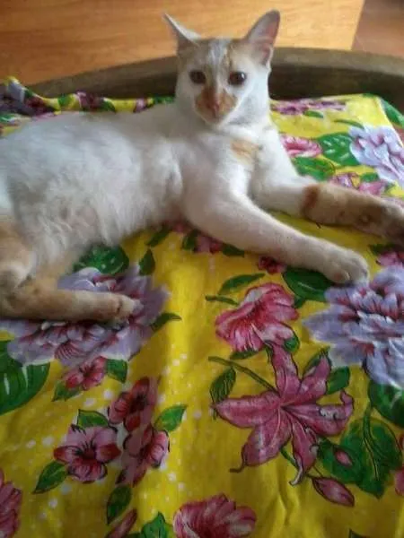Gato ra a SRD idade 7 a 11 meses nome Bon Jovi
