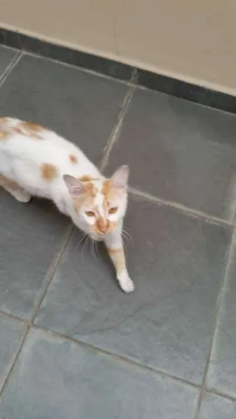 Gato ra a SRD idade 7 a 11 meses nome Bon Jovi