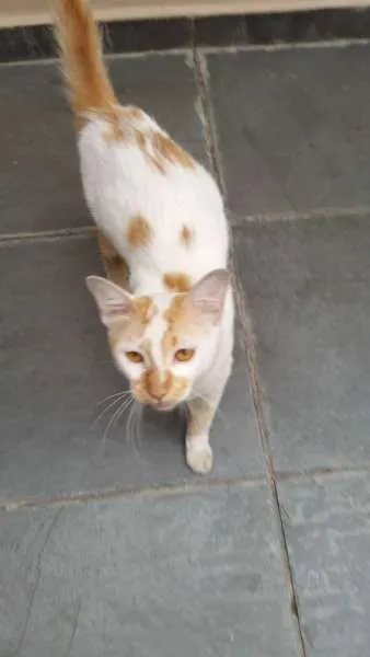 Gato ra a SRD idade 7 a 11 meses nome Bon Jovi