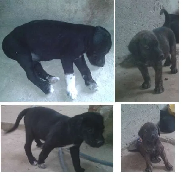 Cachorro ra a SRD idade Abaixo de 2 meses nome Lindos filhotes