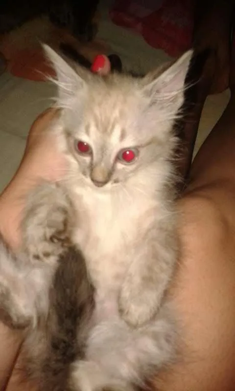 Gato ra a  idade 2 a 6 meses nome Farinha