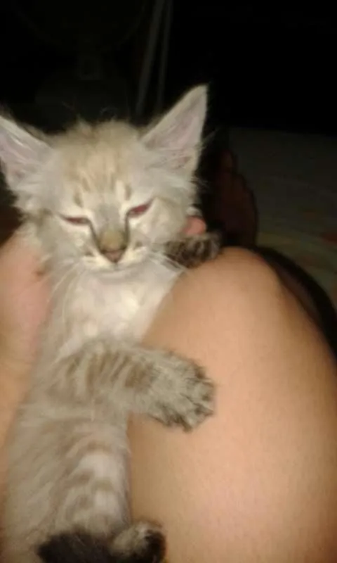 Gato ra a  idade 2 a 6 meses nome Farinha