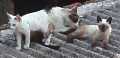 Gato raça sem raça definida idade Abaixo de 2 meses nome Nina e Tom