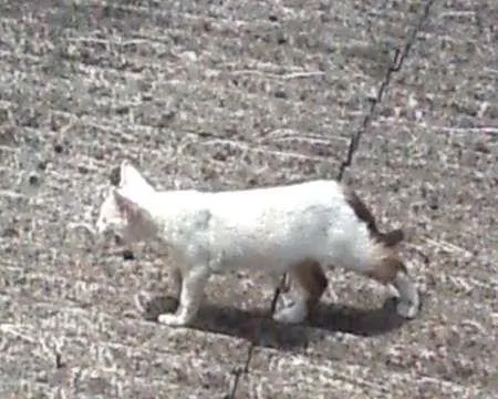 Gato raça sem raça definida idade Abaixo de 2 meses nome Nina e Tom