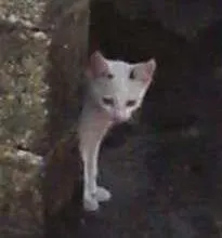 Gato raça sem raça definida idade Abaixo de 2 meses nome Nina e Tom