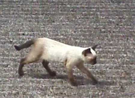 Gato raça sem raça definida idade Abaixo de 2 meses nome Nina e Tom