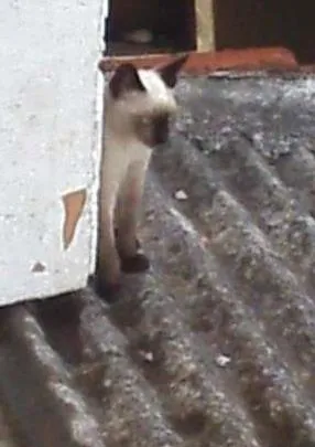 Gato raça sem raça definida idade Abaixo de 2 meses nome Nina e Tom