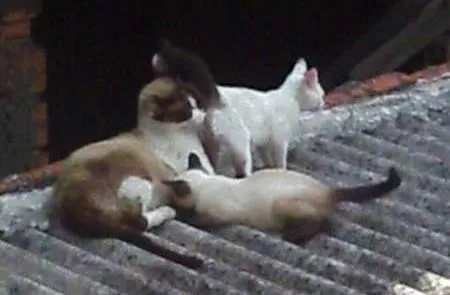 Gato raça sem raça definida idade Abaixo de 2 meses nome Nina e Tom