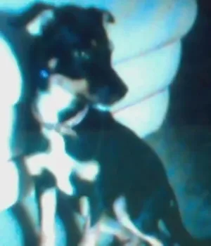 Cachorro raça srd idade 2 a 6 meses nome ranna