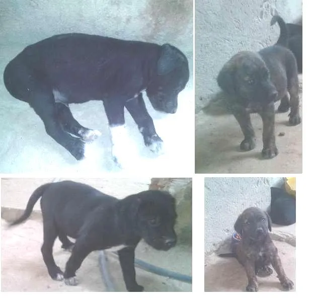 Cachorro ra a SRD idade Abaixo de 2 meses nome Lindos filhotes