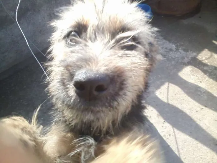Cachorro ra a sem raça definida idade 7 a 11 meses nome magno e panterinha