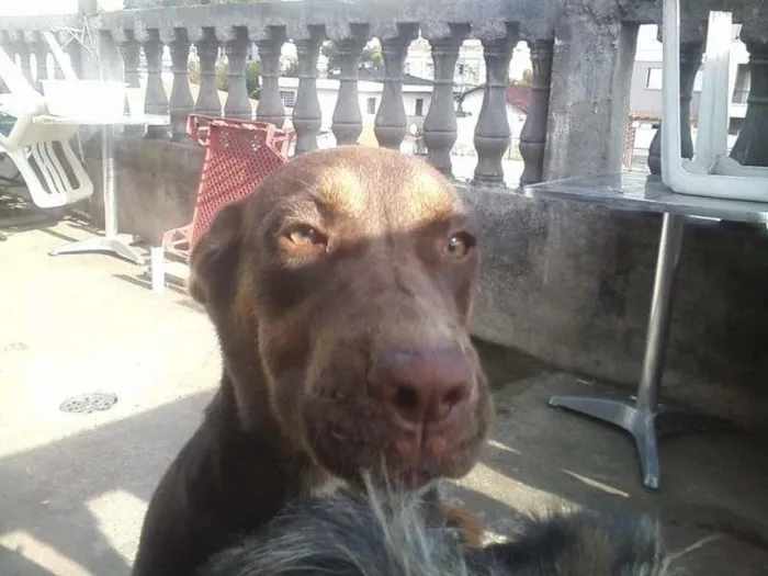 Cachorro ra a sem raça definida idade 7 a 11 meses nome magno e panterinha