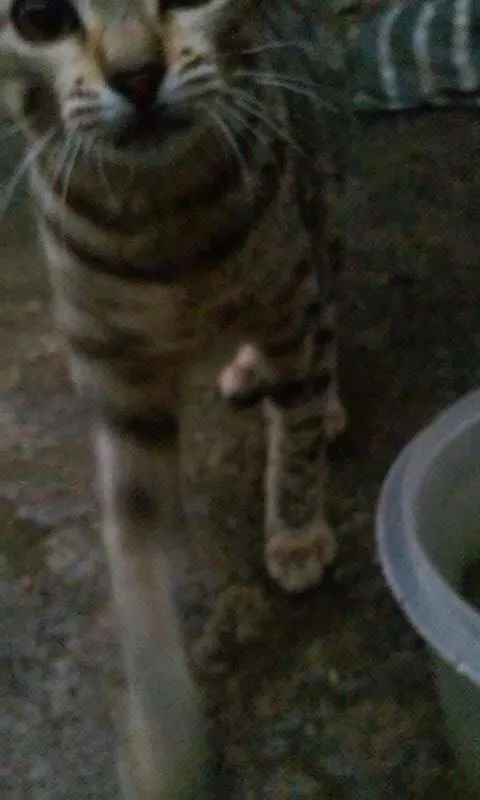 Gato ra a viralata idade 2 a 6 meses nome sem nome