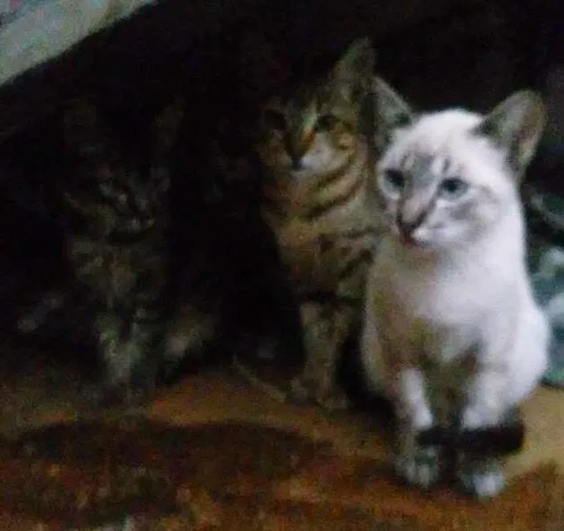 Gato ra a viralata idade 2 a 6 meses nome sem nome
