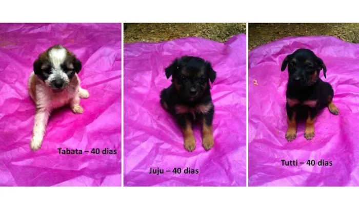 Cachorro ra a SRD idade Abaixo de 2 meses nome Tabata, Juju e Tutti
