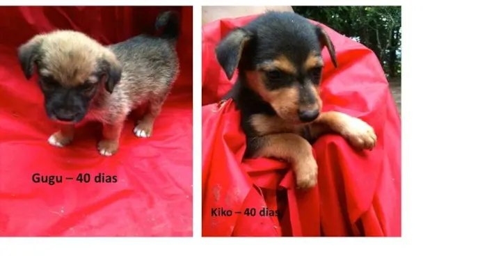 Cachorro ra a SRD idade Abaixo de 2 meses nome Gugu e Kiko