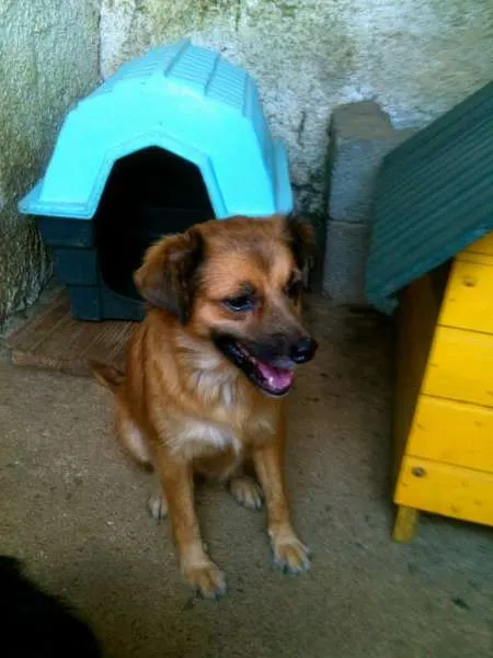 Cachorro ra a SRD idade 2 anos nome Mel