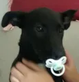 Cachorro raça SRD idade 7 a 11 meses nome Lola
