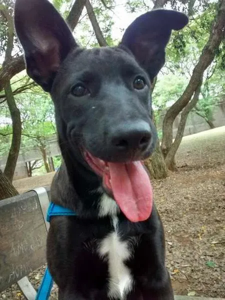 Cachorro raça SRD idade 7 a 11 meses nome Lola