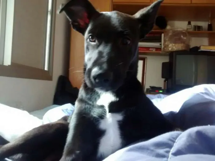 Cachorro raça SRD idade 7 a 11 meses nome Lola